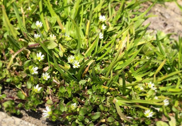 会津に春の足音が…♡