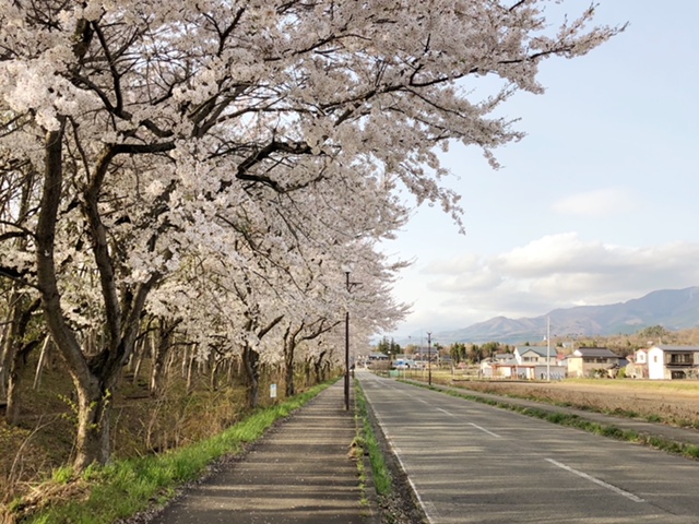 会津大学の桜今年の桜は早め…