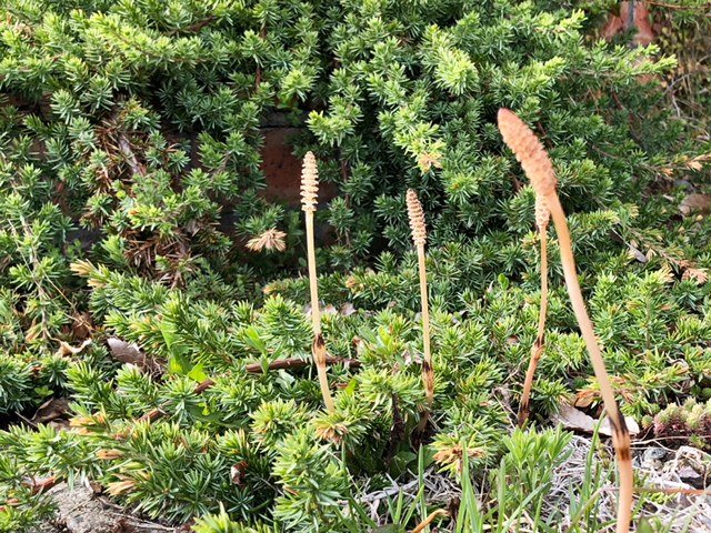 会津は春本番！道端のつくし