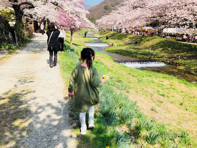 会津の春観音寺川の桜