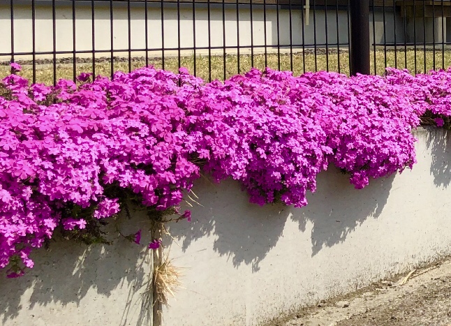 会津の春もラストお庭の芝桜