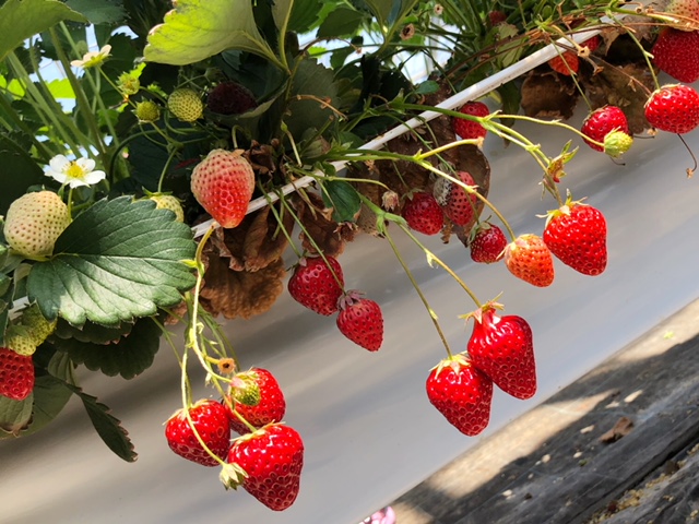 北会津のいちご狩り