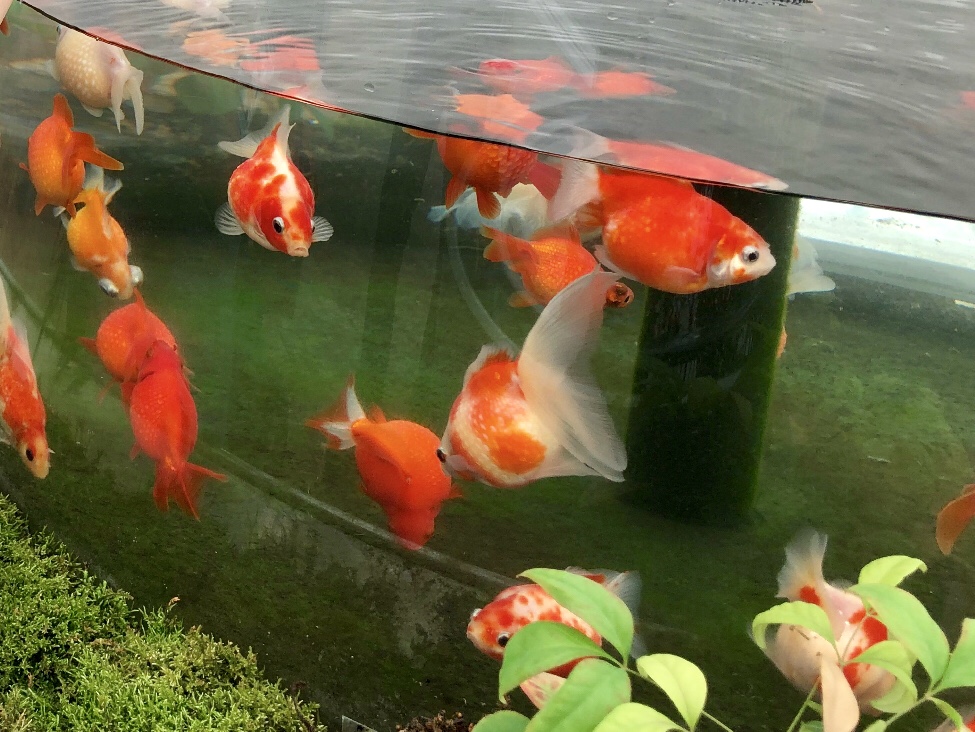 涼しくなる気分金魚×会津の夏