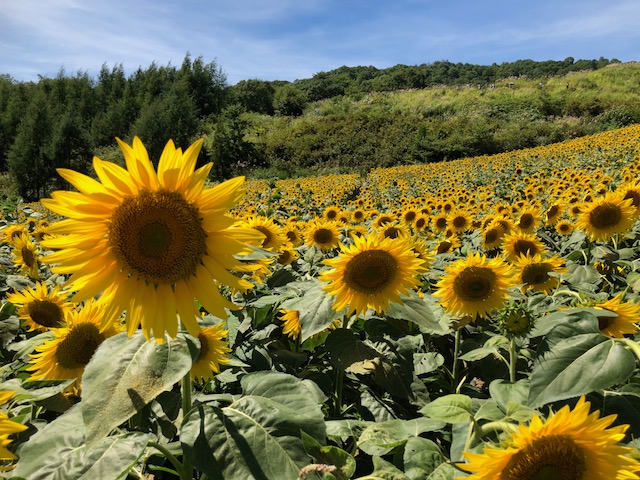 会津エリア三ノ倉のひまわり畑