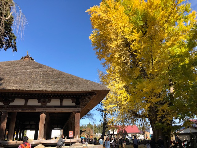 会津エリア長床の大銀杏