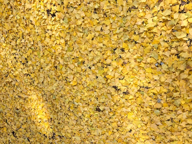 会津エリア喜多方長床の大銀杏