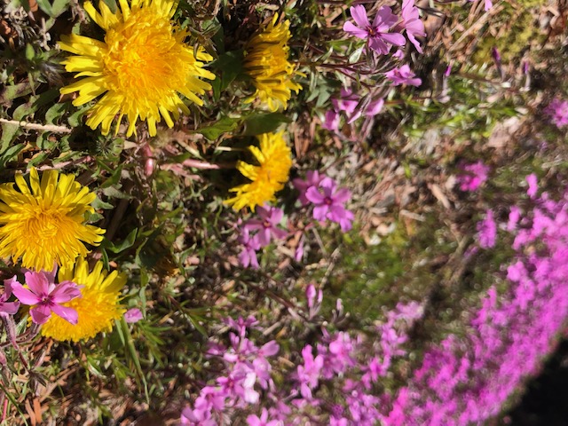 会津の春道端の花