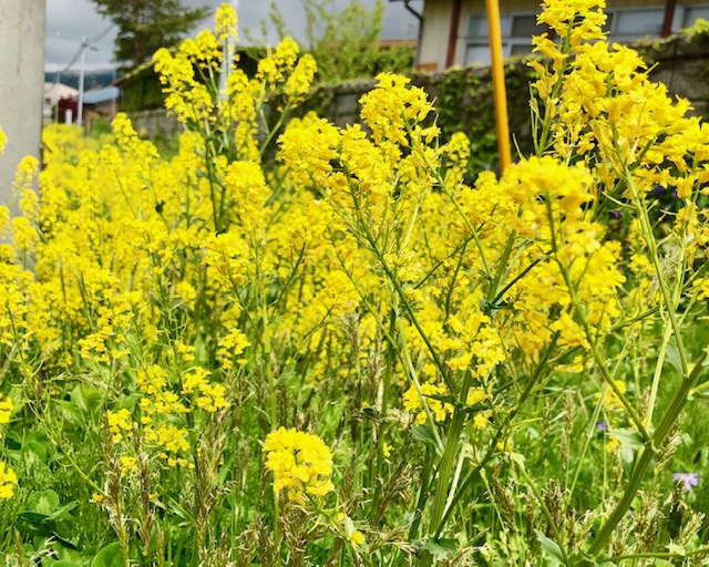 春が来た会津エリア