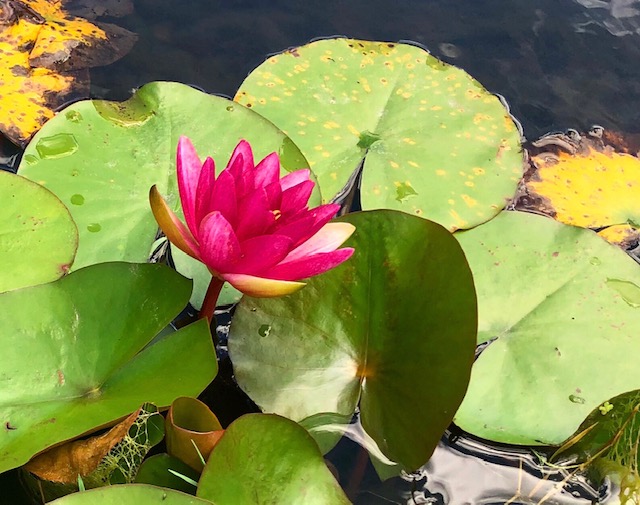 会津エリア夏の風景