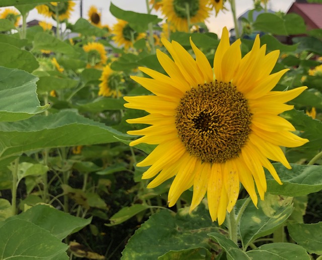 ご近所さんのひまわり×会津の早朝