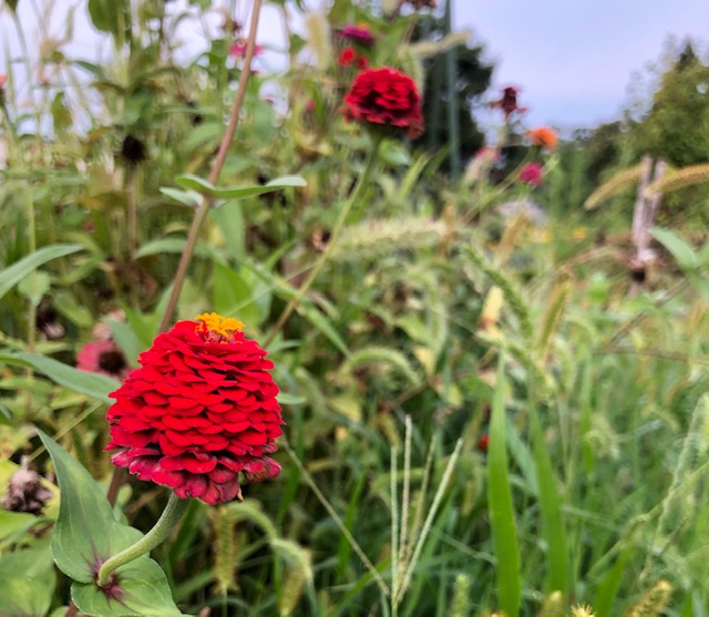 会津のお散歩見つけたお花