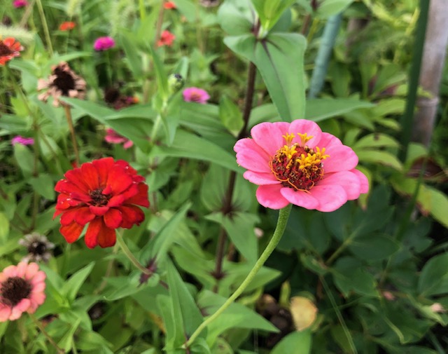 道端のお花×会津の秋