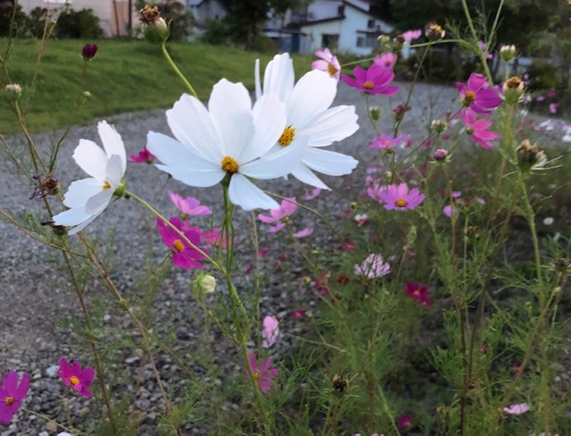 夕方のコスモス会津の秋